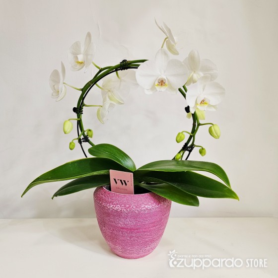 Phalaenopsis Arco