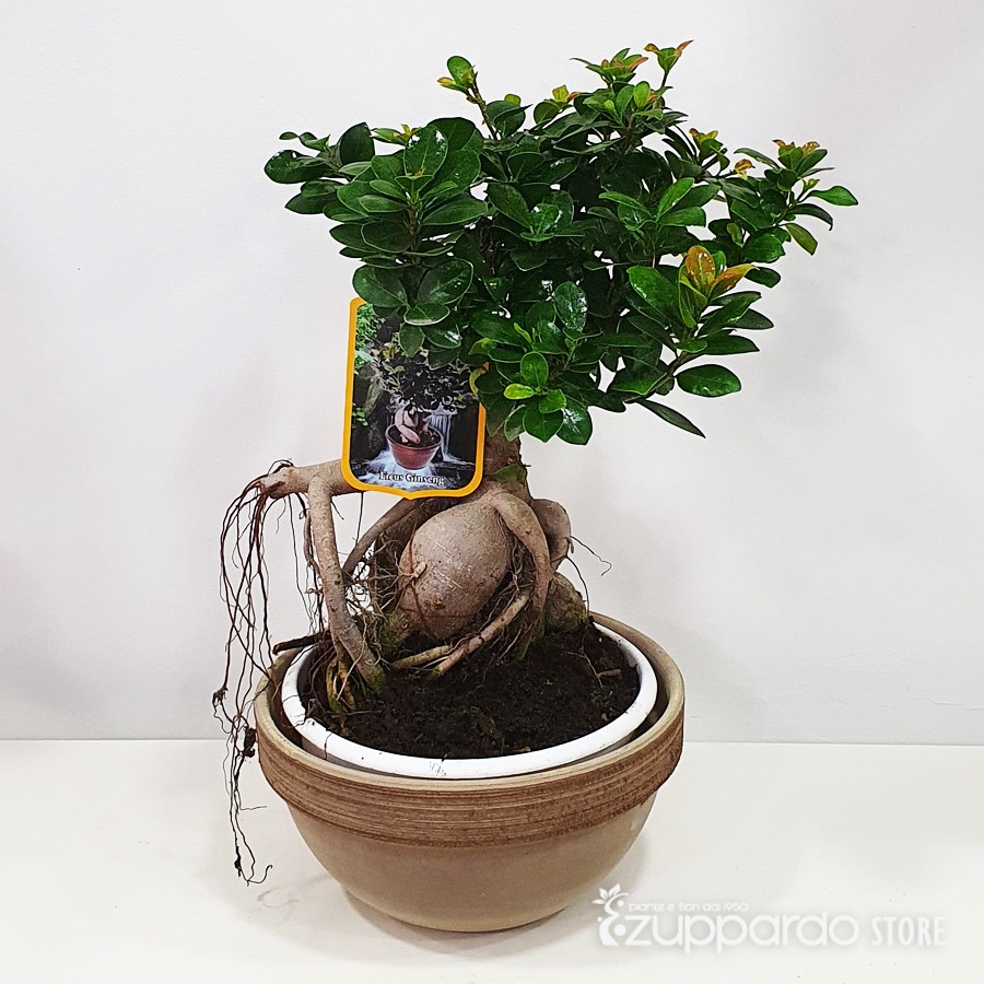 bonsai ficus ginseng v25