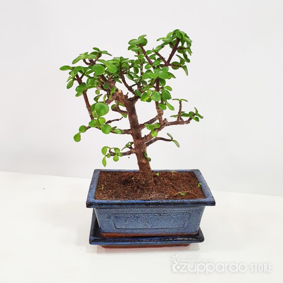 bonsai portulaca in ceramica